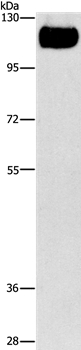 TLR4