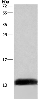 COX6B2