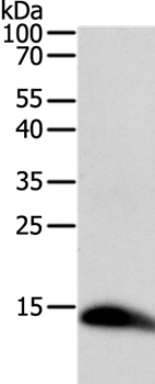 TNFRSF12A