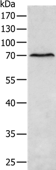 MATN4