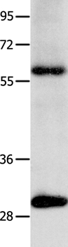 NTF3