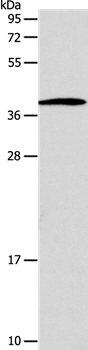 SLC25A11