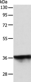SPATA2L