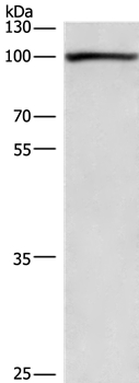 PLA2G4A
