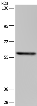 TAB1