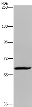 MIER2