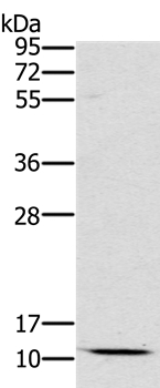 SCGB2A1