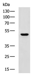 CHRM4