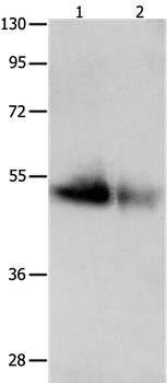 GDF6
