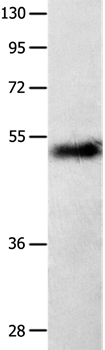 SLC2A1