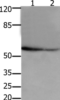 API5