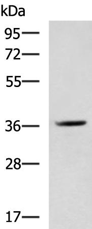 MYOD1