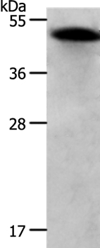 RBMS1