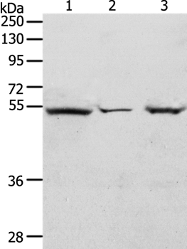 TCF7