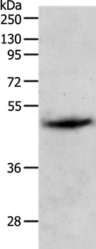 PGA5