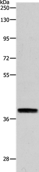 RTN4