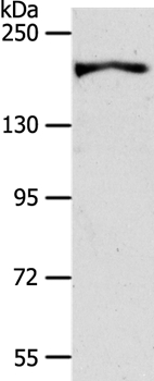 AKAP12