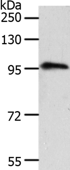 TRPC3