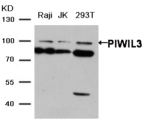 PIWIL3