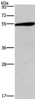HTR2C