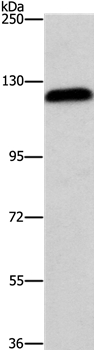 AGAP2