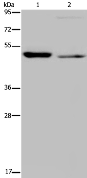 NUCB2