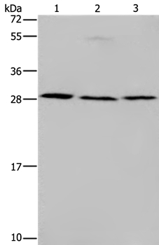 TP53INP1