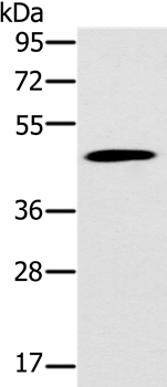 KCNJ15