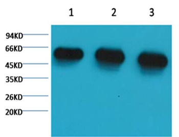 α-tubulin Mouse