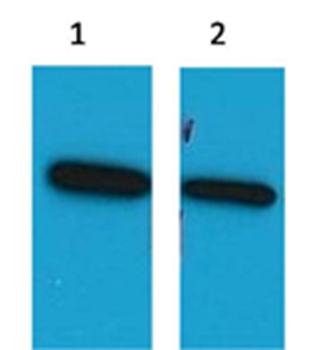 ECFP Mouse