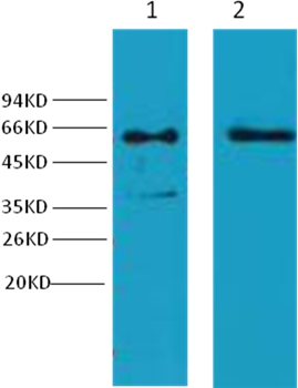Cytokeratin 6 Mouse