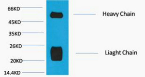 Rabbit IgG (H+L)
