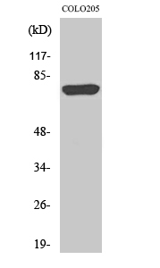 ACSL6