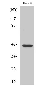 AKAP 79