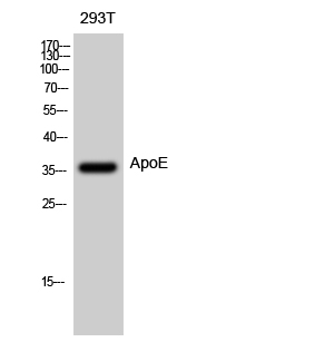 ApoE