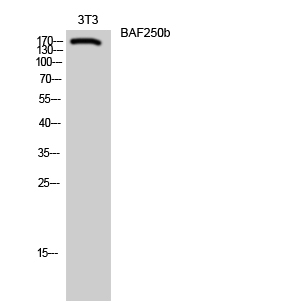 BAF250b