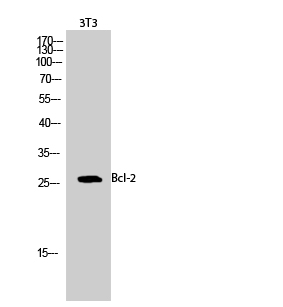 Bcl-2