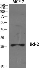 Rabbit Polyclonal Antibody to Bcl-2