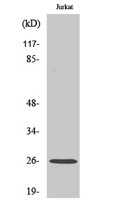 C1q-B