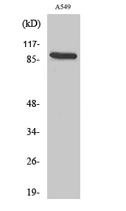 Cadherin-16