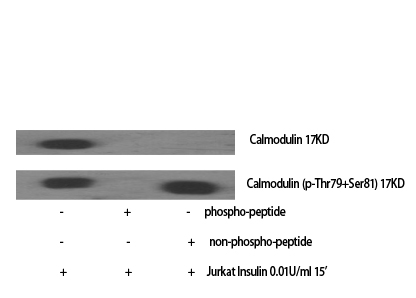 Rabbit Polyclonal Antibody to Calmodulin