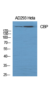 Rabbit Polyclonal Antibody to CBP