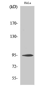 CD284
