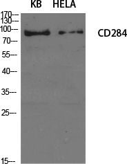 Rabbit Polyclonal Antibody to CD284