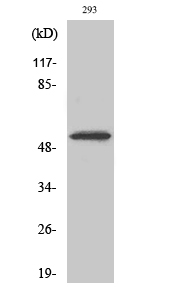 Cdk8