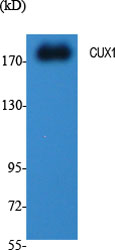 Rabbit Polyclonal Antibody to CUX1