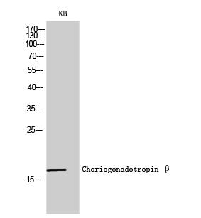 Choriogonadotropin β