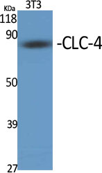 Rabbit Polyclonal Antibody to CLC-4
