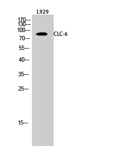 CLC-6
