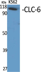 Rabbit Polyclonal Antibody to CLC-6